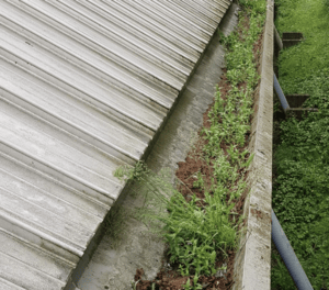 Happy customers in Cobham who trust The Roof Moss Cleaners for gutter cleaning services